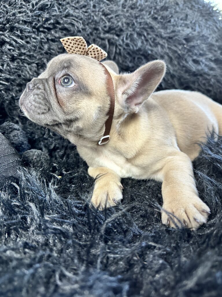 Ariel | Blue Fawn French Bulldog Female | Born August 18th, 2023