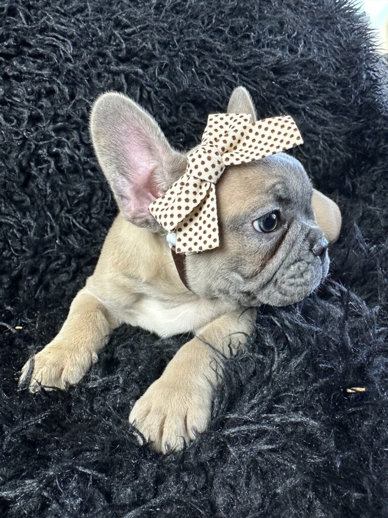 Ariel | Blue Fawn French Bulldog Female | Born August 18th, 2023