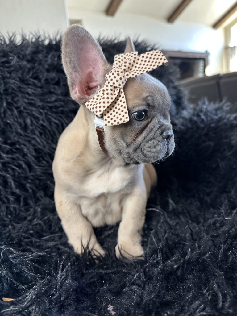 Ariel | Blue Fawn French Bulldog Female | Born August 18th, 2023