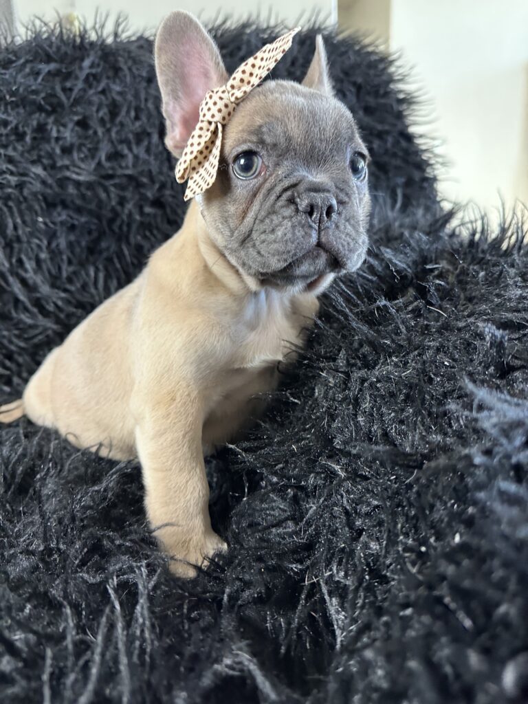 Ariel | Blue Fawn French Bulldog Female | Born August 18th, 2023