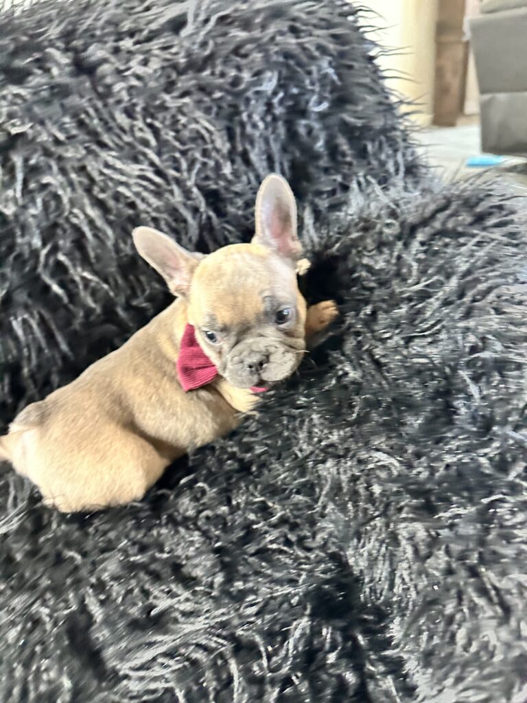Argo | Blue Fawn French Bulldog Male | Born August 18th, 2023