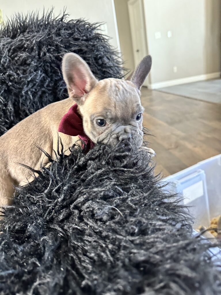 Argo | Blue Fawn French Bulldog Male | Born August 18th, 2023