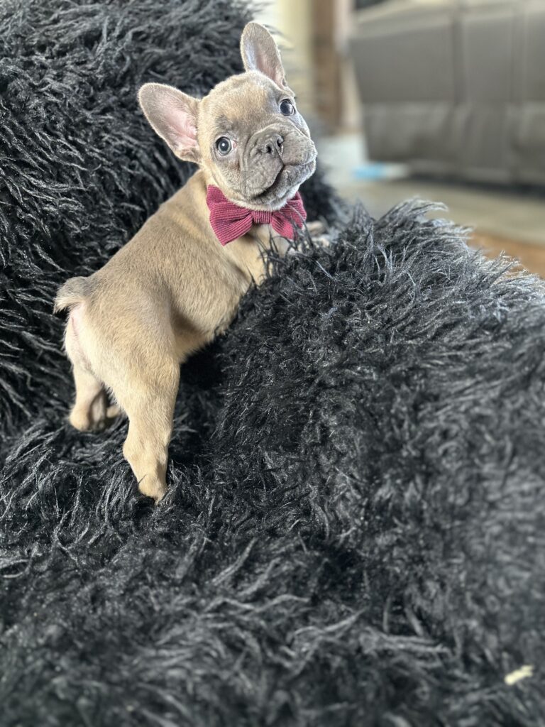 Argo | Blue Fawn French Bulldog Male | Born August 18th, 2023