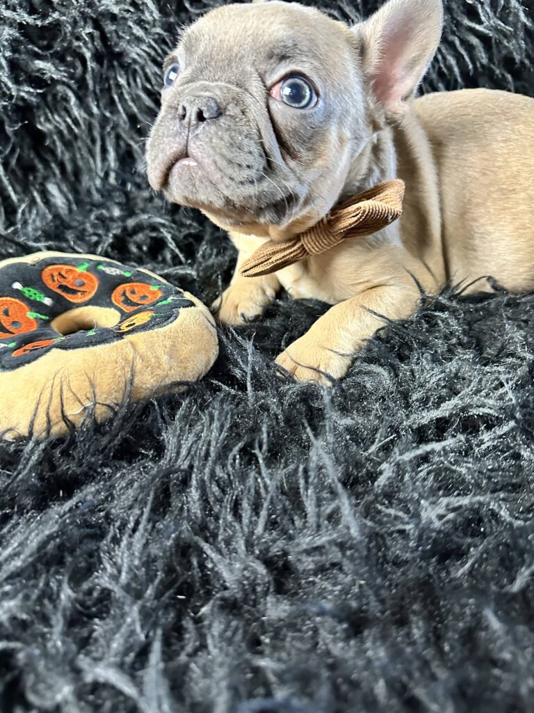 Adventure | Blue Fawn French Bulldog Male | Born August 18th, 2023