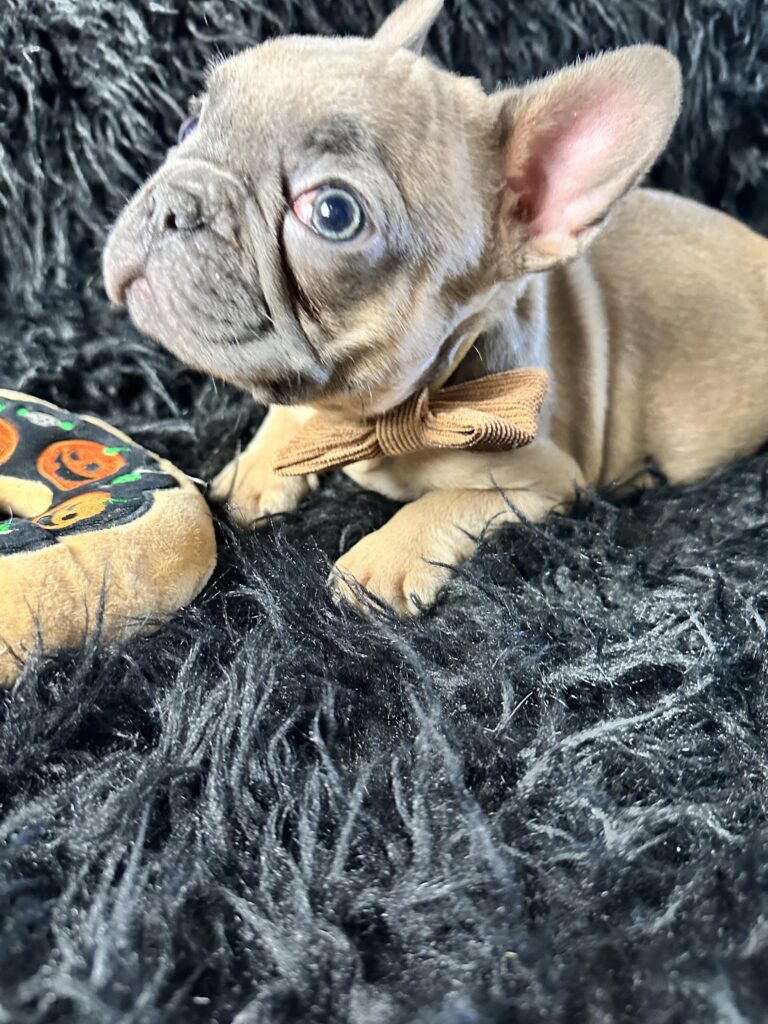 Adventure | Blue Fawn French Bulldog Male | Born August 18th, 2023