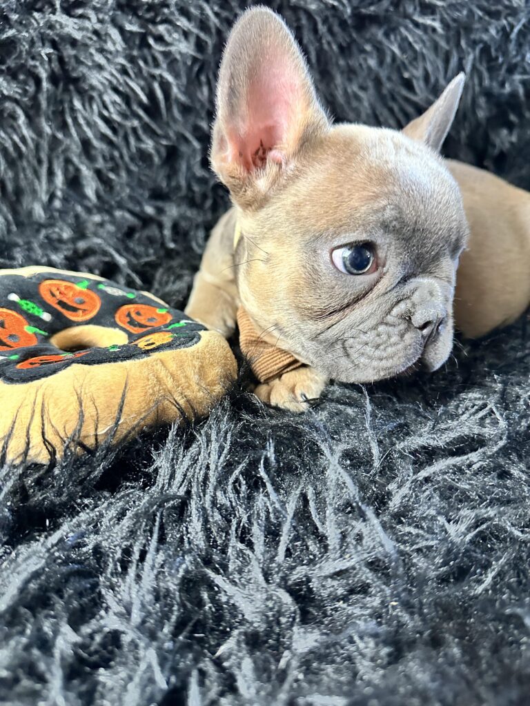 Adventure | Blue Fawn French Bulldog Male | Born August 18th, 2023