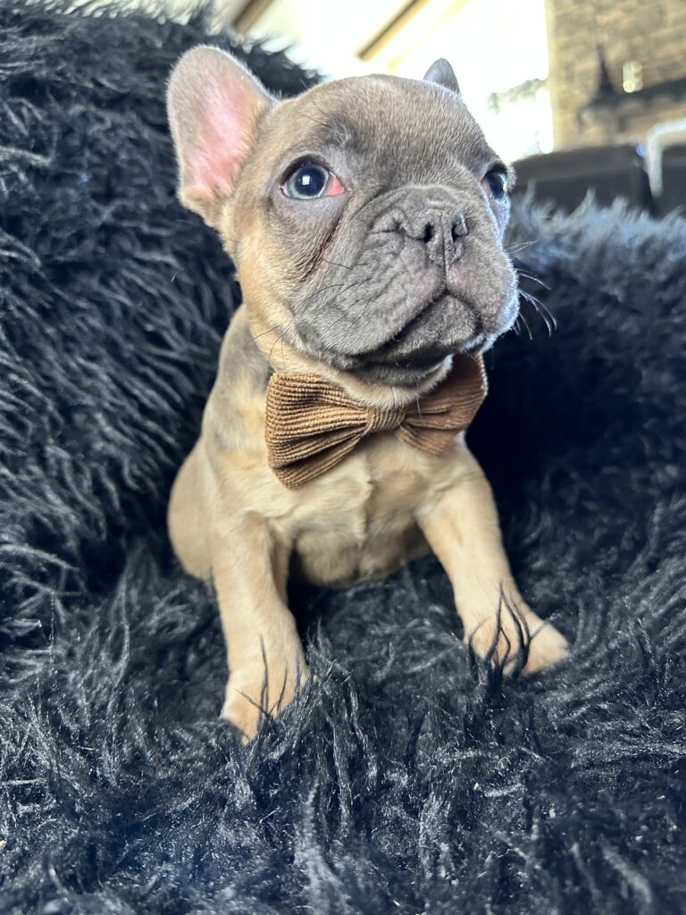Adventure | Blue Fawn French Bulldog Male | Born August 18th, 2023