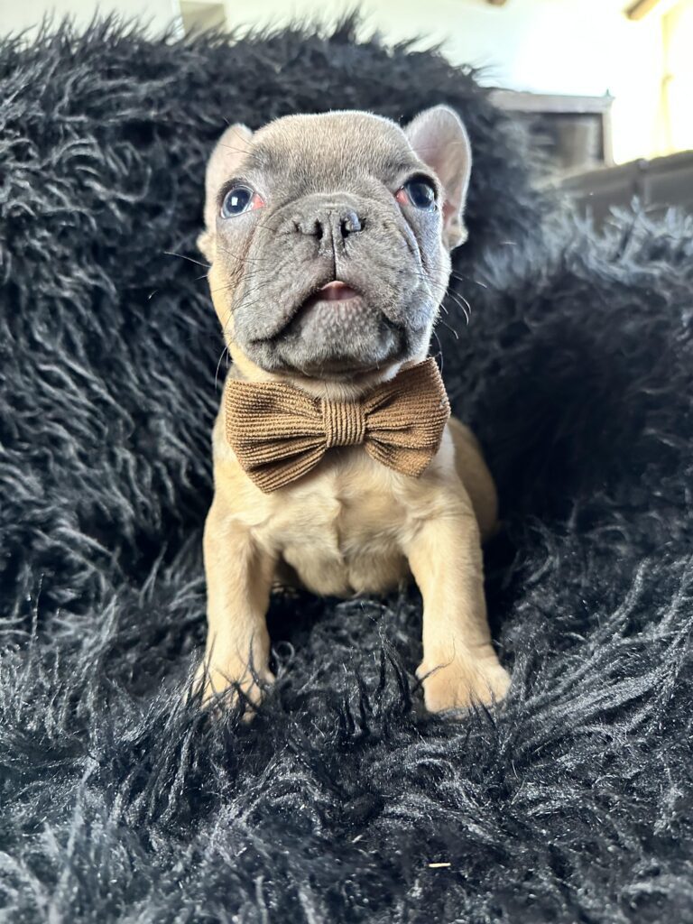 Adventure | Blue Fawn French Bulldog Male | Born August 18th, 2023