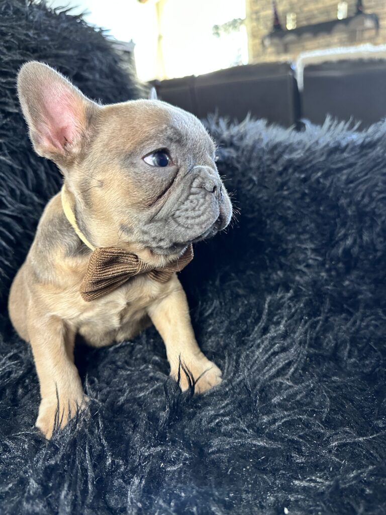 Adventure | Blue Fawn French Bulldog Male | Born August 18th, 2023