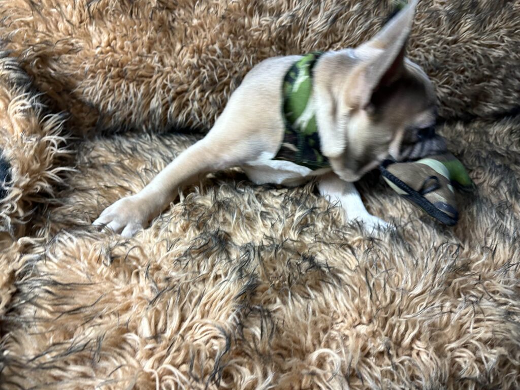 Otis | Lilac Fawn & White French Bulldog Male | The Fun-Loving One​