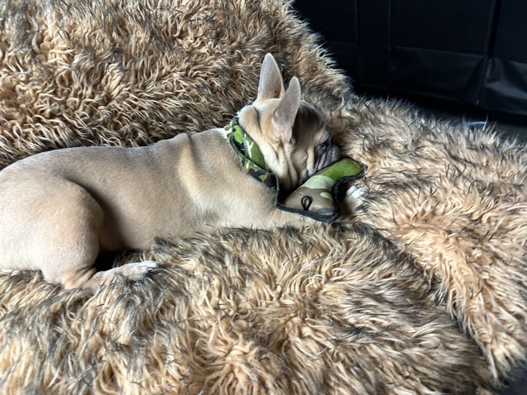 Otis | Lilac Fawn & White French Bulldog Male | The Fun-Loving One​