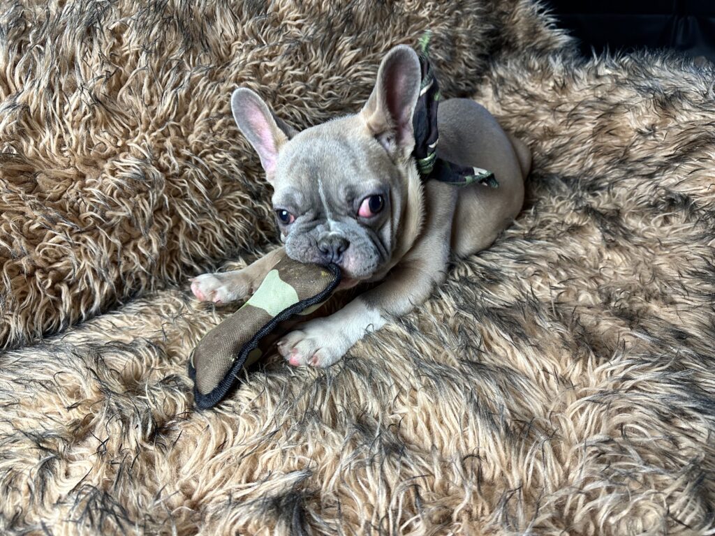Otis | Lilac Fawn & White French Bulldog Male | The Fun-Loving One​