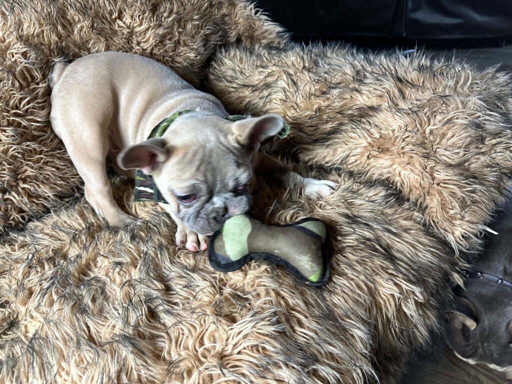 Otis | Lilac Fawn & White French Bulldog Male | The Fun-Loving One​