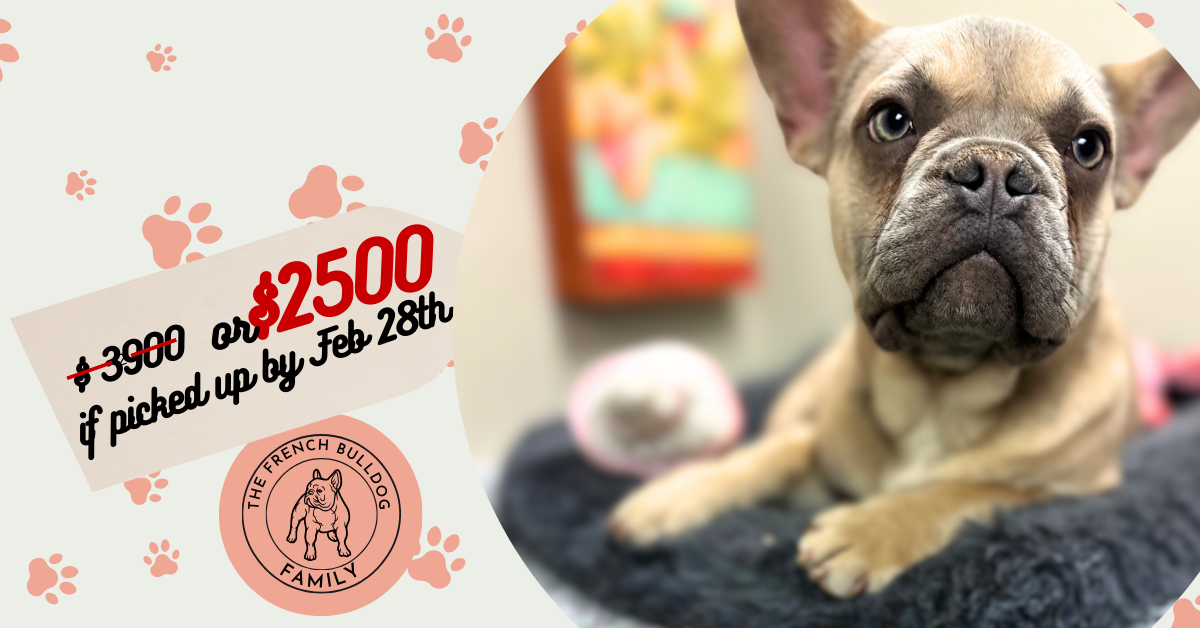 Izzy | Lilac Fawn French Bulldog Male | The Polite One