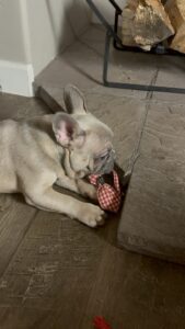 Frenchie Friday Oct 20th, 2023