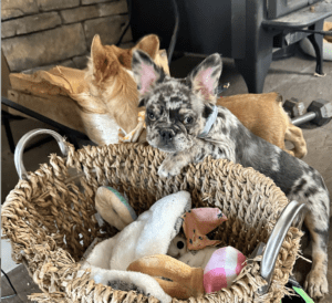 Frenchie Friday Oct 20th, 2023