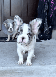 Frenchie Friday Oct 06, 2023