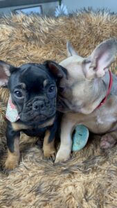 Frenchie Friday Oct 06, 2023