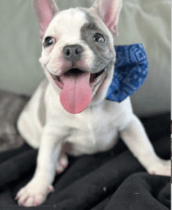 Frenchie Friday Oct 06, 2023