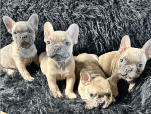 Frenchie Friday Oct 20th, 2023