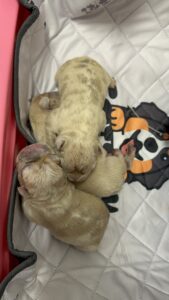 Frenchie Friday Oct 20th, 2023