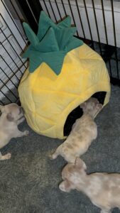 Frenchie Friday Nov 24th, 2023