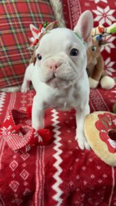 Frenchie Friday Nov 24th, 2023