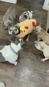 Frenchie Friday Nov 03, 2023