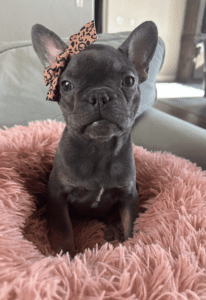 Frenchie Friday Nov 03, 2023