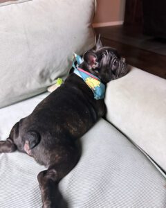 Frenchie Friday Nov 03, 2023
