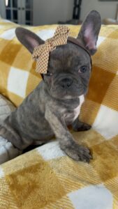 Frenchie Friday Nov 10th, 2023