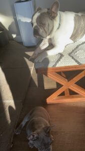 Frenchie Friday Nov 10th, 2023