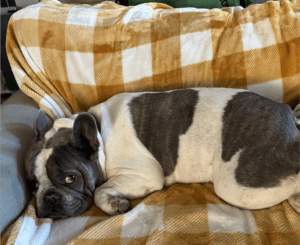 Frenchie Friday Nov 10th, 2023