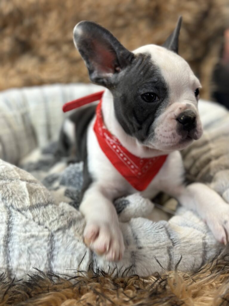 Emerson | Blue Pied French Bulldog Male | The Fun-Loving One