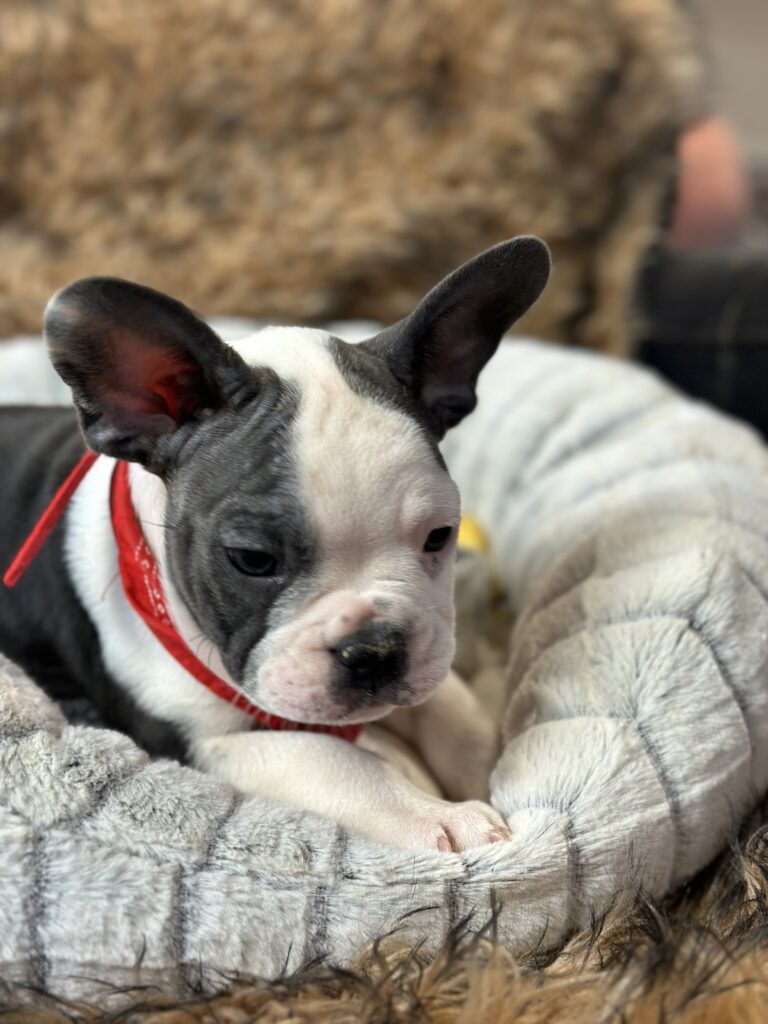 Emerson | Blue Pied French Bulldog Male | The Fun-Loving One