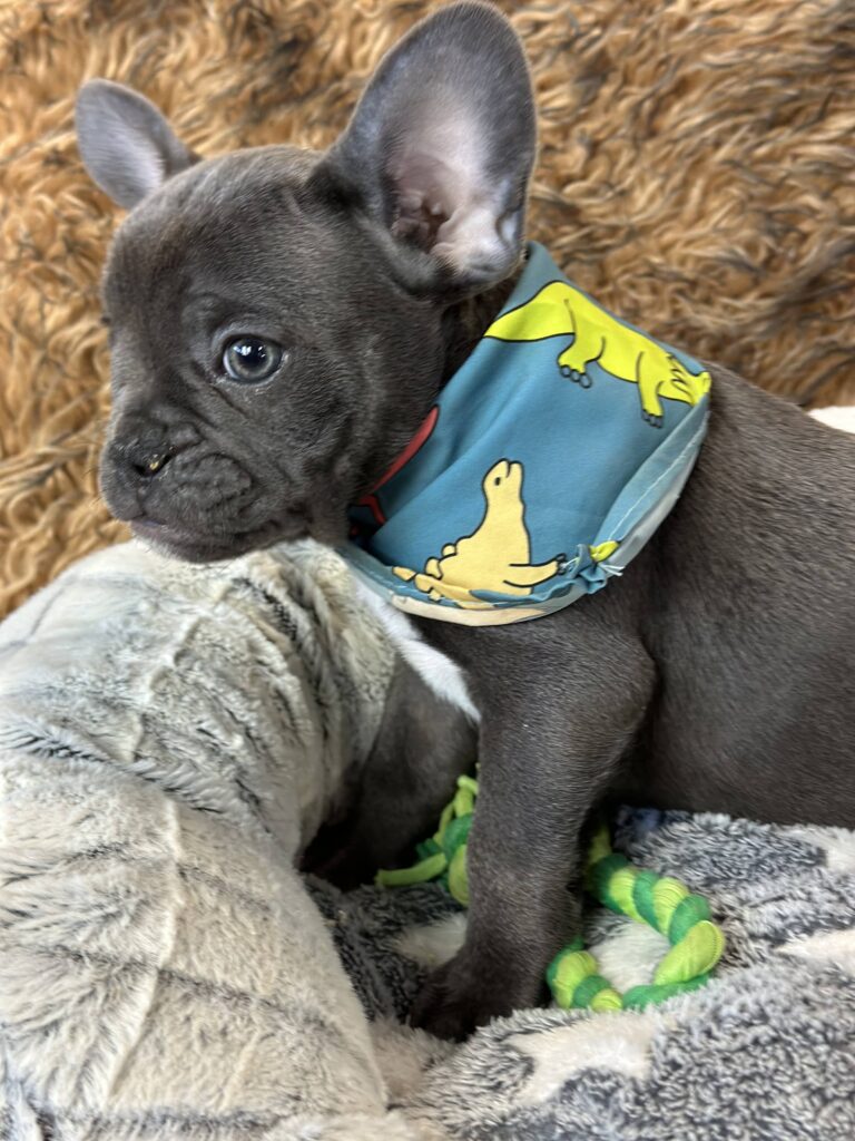 Espresso | Blue French Bulldog Male | The Fun-Loving One