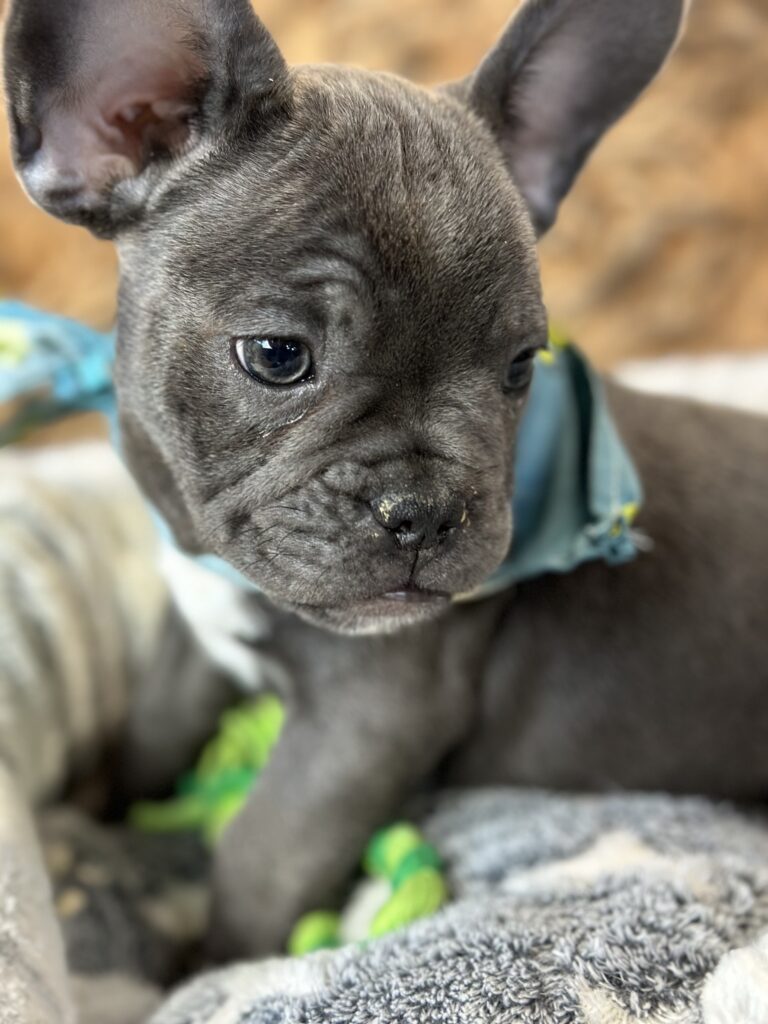Espresso | Blue French Bulldog Male | The Fun-Loving One