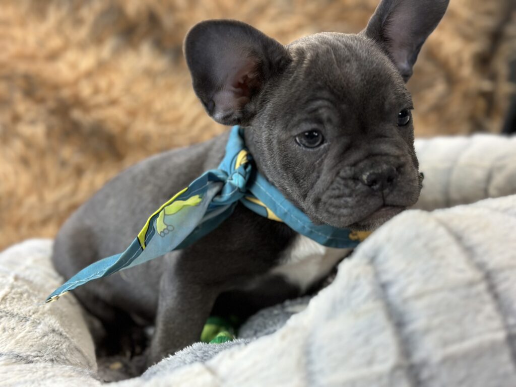 Espresso | Blue French Bulldog Male | The Fun-Loving One