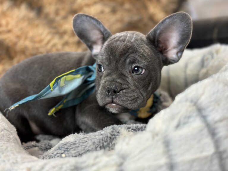 Espresso | Blue French Bulldog Male | The Fun-Loving One