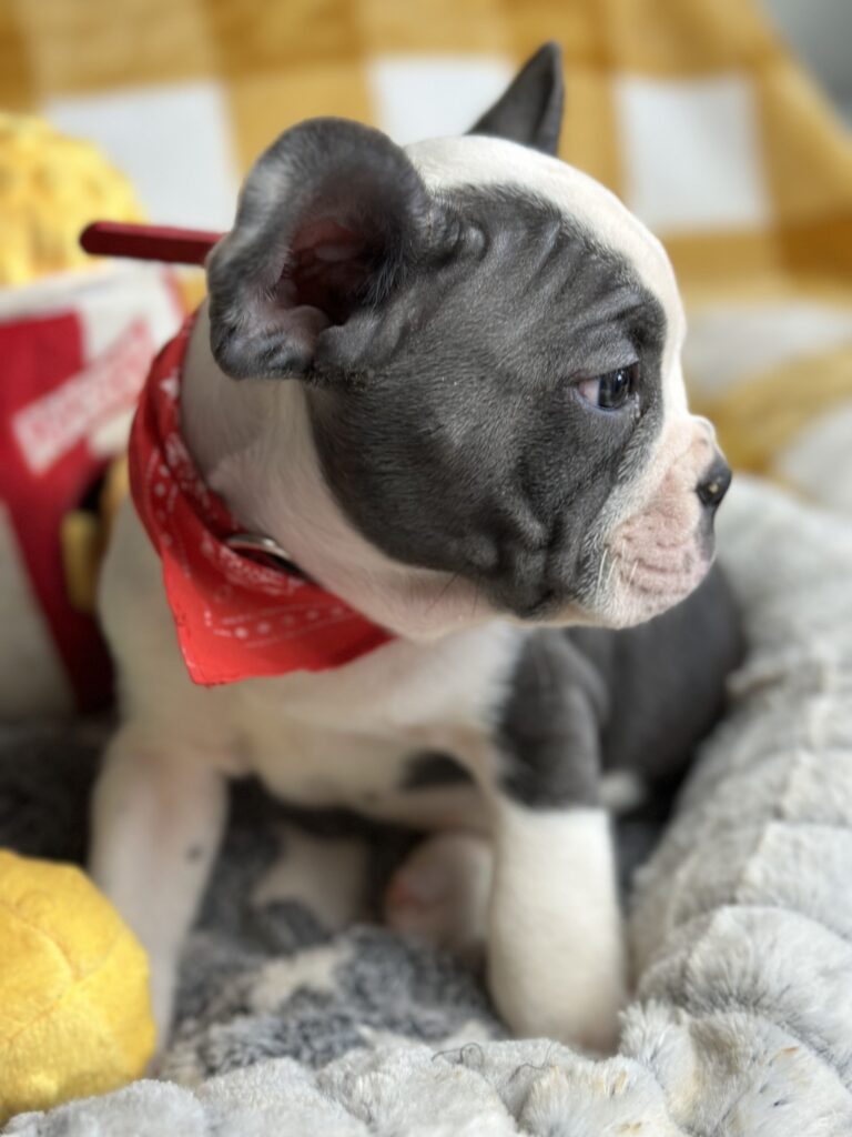 Emerson | Blue Pied French Bulldog Male | The Fun-Loving One