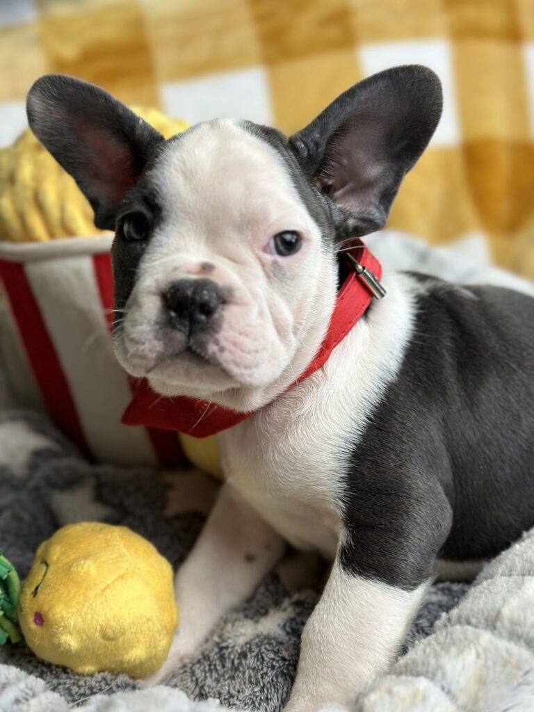 Emerson | Blue Pied French Bulldog Male | The Fun-Loving One
