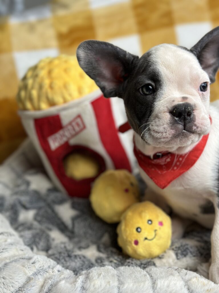 Emerson | Blue Pied French Bulldog Male | The Fun-Loving One