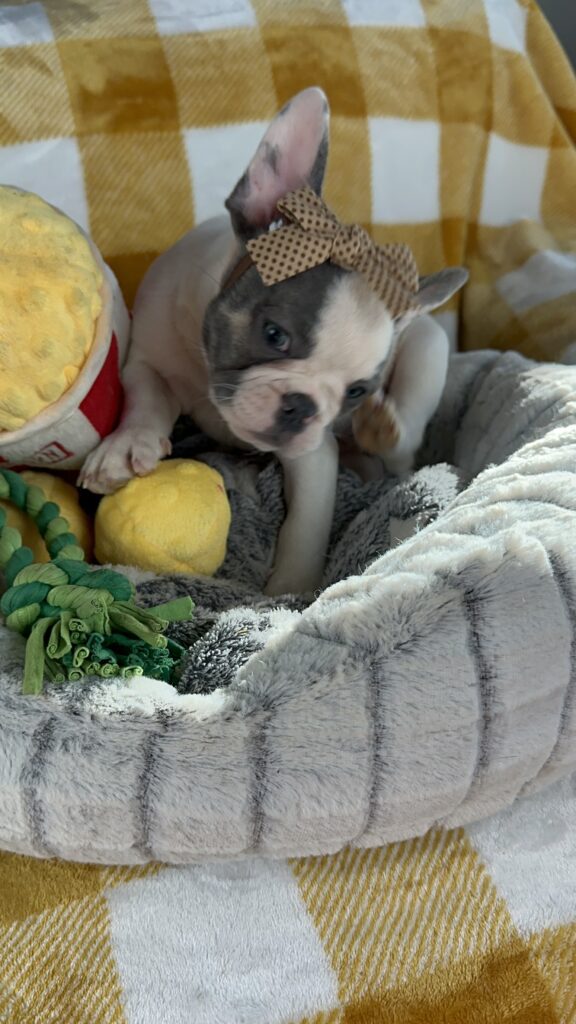 Fantasia | Blue Pied French Bulldog Female | Available Nov 02nd, 2023
