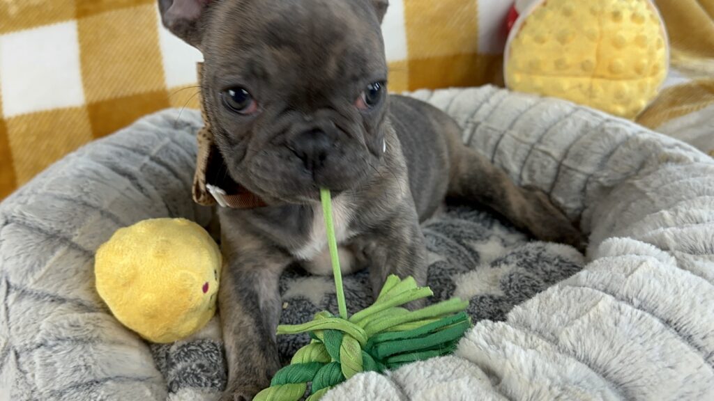 Flower | Brindle French Bulldog Female | Available Nov 02nd, 2023