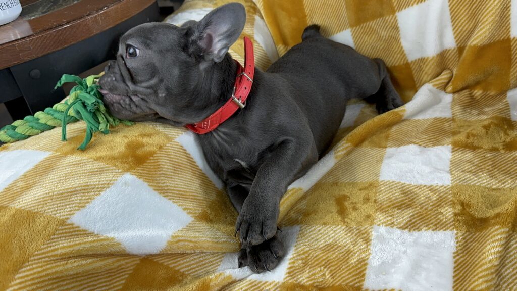 Grover | Blue French Bulldog Male | Available Nov 15th, 2023