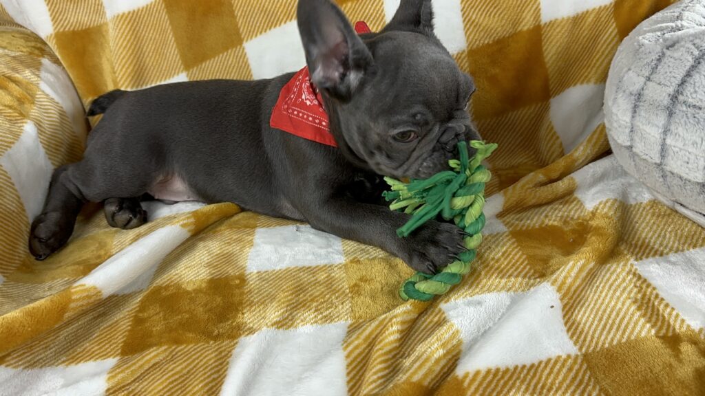 Grover | Blue French Bulldog Male | Available Nov 15th, 2023
