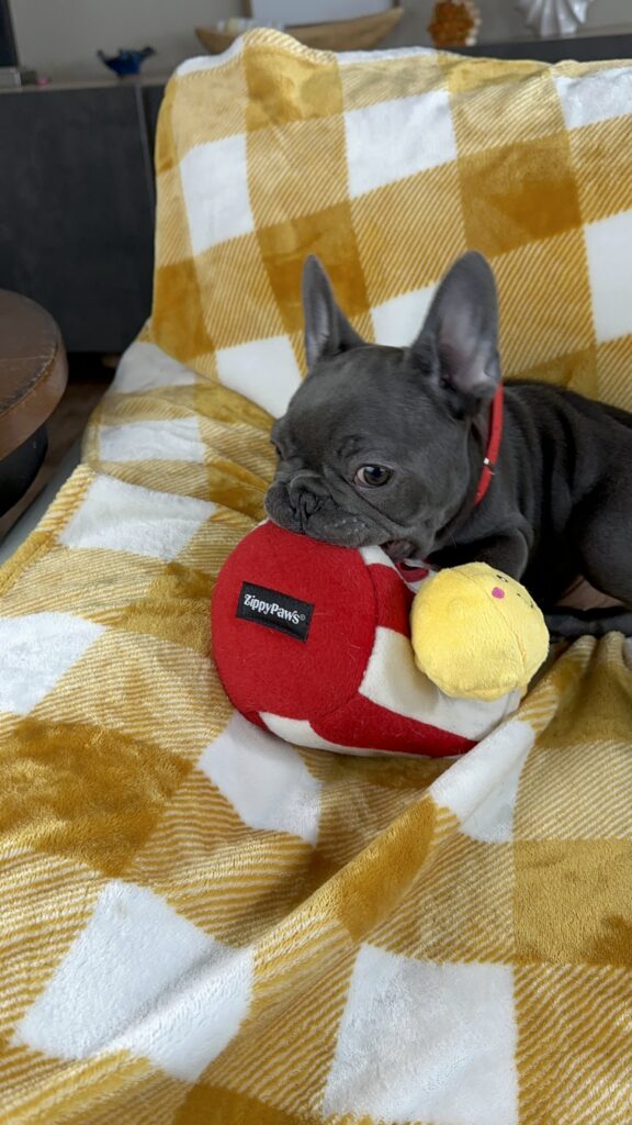Grover | Blue French Bulldog Male | Available Nov 15th, 2023