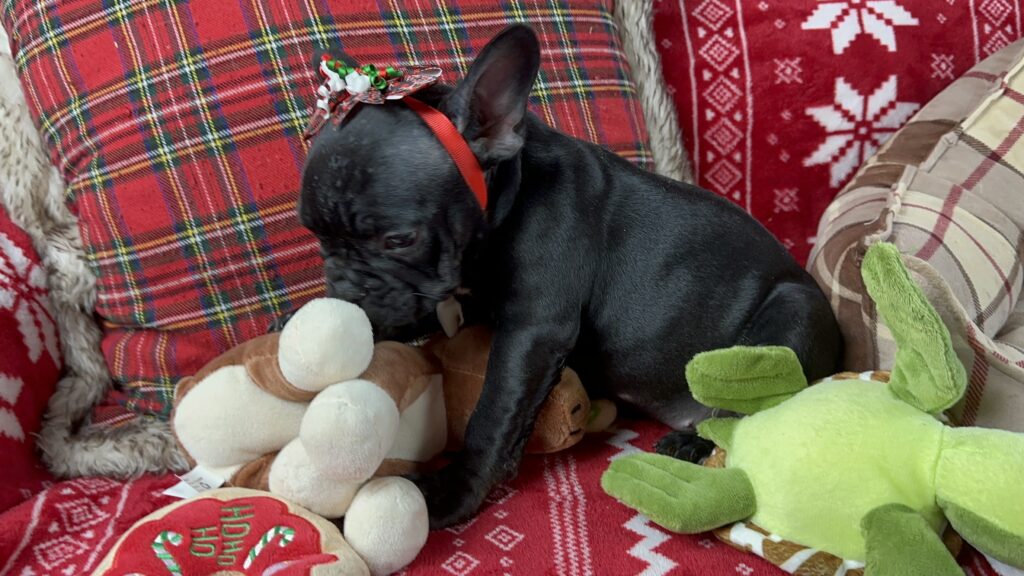 Dutchess | Brindle French Bulldog Female | The Loving-One