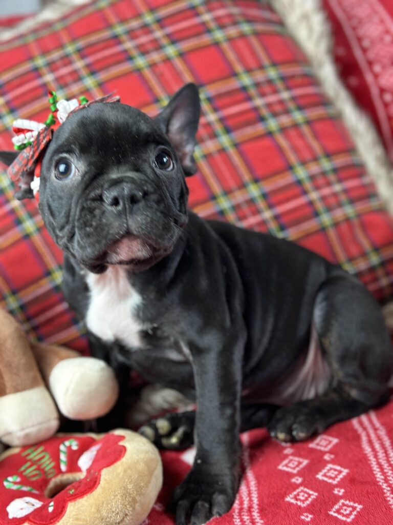Dutchess | Brindle French Bulldog Female | The Loving-One