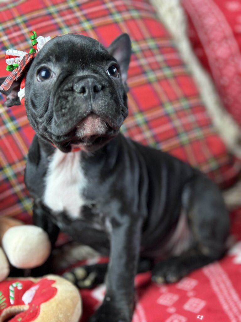 Dutchess | Brindle French Bulldog Female | The Loving-One